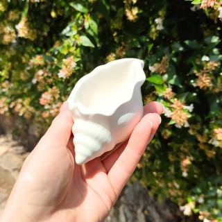 Coquillage Coloris Naturel