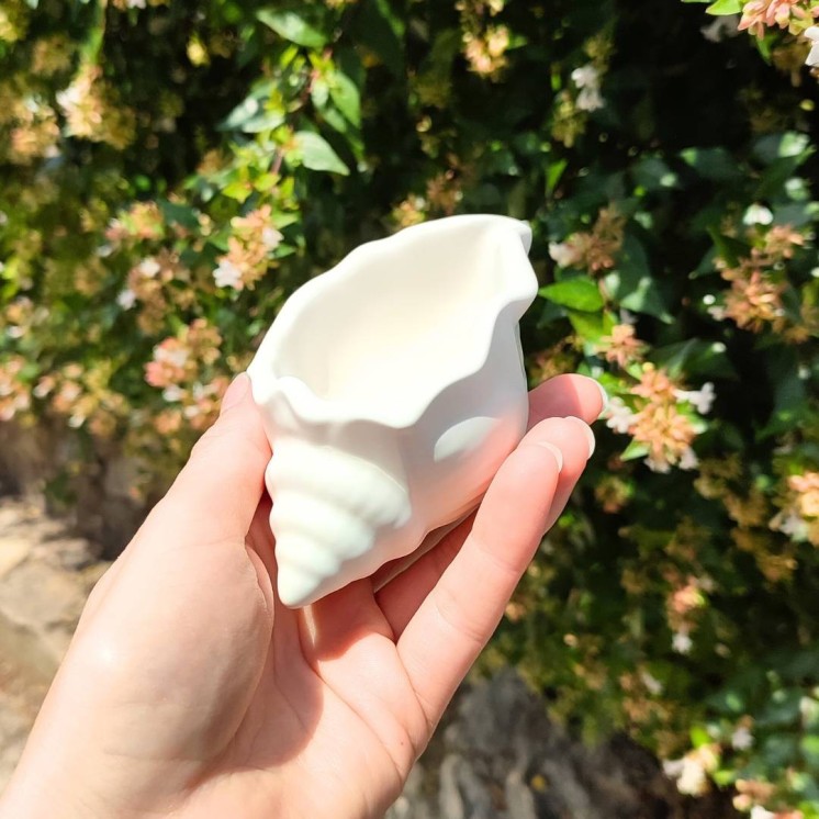 Coquillage Coloris Naturel